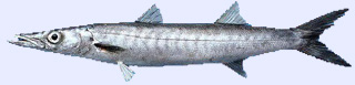 Poisson carnassier : barracuda europ�en