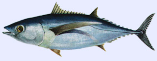 Poisson carnassier : le thon blanc ou germon